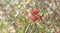 Australian wildflower Grevillea splendour