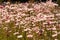 Australian Wildflowers - Pink and White Everlastings