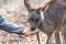 Australian wildlife : Person hand feeding wild kangaroo, outdoors from hand. Kangaroos have large, powerful hind legs, large feet