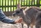 Australian wildlife : Person hand feeding wild kangaroo, outdoors from hand. Kangaroos have large, powerful hind legs, large feet