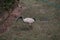 Australian Wildlife Series - Australian White Ibis - Sacred Ibis - Bin Chicken - Threskiornis moluccus