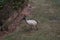 Australian Wildlife Series - Australian White Ibis - Sacred Ibis - Bin Chicken - Threskiornis moluccus