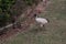 Australian Wildlife Series - Australian White Ibis - Sacred Ibis - Bin Chicken - Threskiornis moluccus