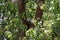 Australian Wildlife Series - Female Tawny Frogmouth bird nesting in a tree - owl-like - Podargus strigoides