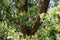 Australian Wildlife Series - Female Tawny Frogmouth bird nesting in a tree - owl-like - Podargus strigoides