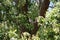 Australian Wildlife Series - Female Tawny Frogmouth bird nesting in a tree - owl-like - Podargus strigoides