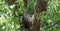 Australian Wildlife Series - Female Tawny Frogmouth bird nesting in a tree - owl-like - Podargus strigoides