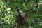 Australian Wildlife Series - Female Tawny Frogmouth bird nesting in a tree - owl-like - Podargus strigoides