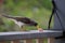 Australian Wildlife Series - Indina Myna - Acridotheres tristis - Queensland bird