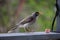 Australian Wildlife Series - Indina Myna - Acridotheres tristis - Queensland bird