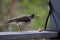 Australian Wildlife Series - Indina Myna - Acridotheres tristis - Queensland bird