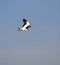 Australian Wildlife Series - Masked Lapwing - Vanellus miles