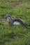 Australian Wildlife Series - Queensland Bush Stone Curlew - Burhinus grallarius