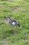 Australian Wildlife Series - Queensland Bush Stone Curlew - Burhinus grallarius