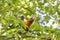 Australian Wildlife Series - Rainbow Lorikeet Pair in Silver Birch Tree - Trichoglossus moluccanus