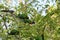 Australian Wildlife Series - Rainbow Lorikeet Pair in Silver Birch Tree - Trichoglossus moluccanus