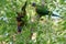 Australian Wildlife Series - Rainbow Lorikeet Pair in Silver Birch Tree - Trichoglossus moluccanus