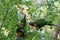 Australian Wildlife Series - Rainbow Lorikeet Pair in Silver Birch Tree - Trichoglossus moluccanus