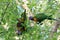 Australian Wildlife Series - Rainbow Lorikeet Pair in Silver Birch Tree - Trichoglossus moluccanus