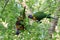 Australian Wildlife Series - Rainbow Lorikeet Pair in Silver Birch Tree - Trichoglossus moluccanus