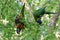 Australian Wildlife Series - Rainbow Lorikeet Pair in Silver Birch Tree - Trichoglossus moluccanus