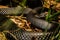 Australian Wildlife at Sydney Zoo Snake