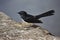 Australian Willie Wagtail bird posing for picture