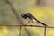 Australian Willy wagtail bird