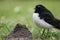 Australian Willy Wagtail next to an anthill