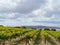 An Australian wine vineyard