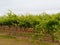 An Australian wine vineyard