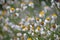 Australian Winged Everlasting Daisies, Ammobium alatum