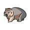 Australian wombat color line illustration. Animals of Australia