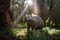 Australian wombat wandering through a sunlit forest