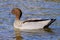 Australian Wood Duck