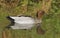 Australian Wood Duck