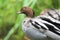 Australian wood duck