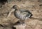 Australian wood duck