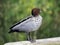 Australian wood duck (Chenonetta jubata)