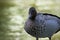 Australian Wood Duck close up