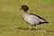 Australian wood duck or maned duck, Chenonetta jubata,