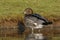 Australian wood duck or maned duck, Chenonetta jubata,