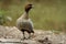 Australian Wood Duck in the wild.