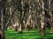 Australian woodland paperbark trees in sunlight