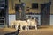 Australian working sheep dog and sheep flock