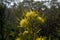 Australian Yellow Bush Flower Narrowleaf Drumstick