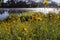 Australian yellow paper daisy near lake