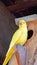 Australian Yellow Parrot