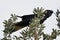 Australian Yellow Tailed Black Cockatoo Bird perched in a tree