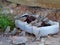 Australian Zebra finch